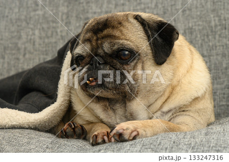Pug nestled comfortably on a gray couch wrapped in a cozy blanket during a quiet afternoon 133247316