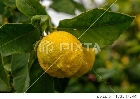 Lush lemon trees laden with ripe fruits basking in warm sunlight on a summer afternoon Lush lemon trees laden with ripe fruits basking in warm sunlight on a summer afternoon 133247344