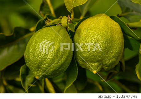 Fresh green lemons hanging from branches in a sunlit garden during summer's vibrant season Fresh green lemons hanging from branches in a sunlit garden during summer's vibrant season 133247348