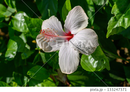 White hibiscus bloom in Cyprus garden 133247371