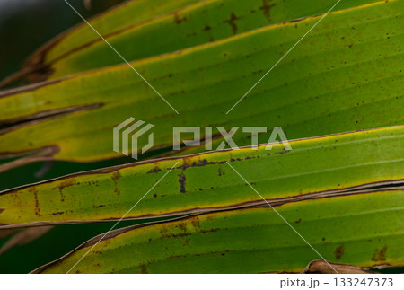 Intricate patterns of green leaves captured in a serene rainforest setting during soft daylight 133247373