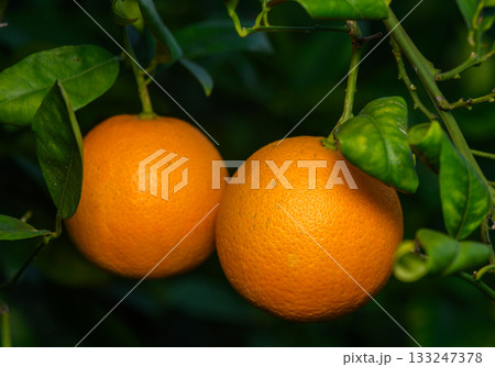 Juicy oranges hanging from vibrant green branches under soft sunlight in a tranquil citrus grove 133247378
