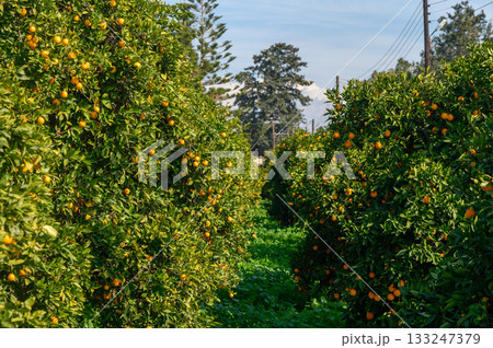 Bright citrus grove flourishing under a clear blue sky on a sunny afternoon in the countryside Bright citrus grove flourishing under a clear blue sky on a sunny afternoon in the countryside 133247379