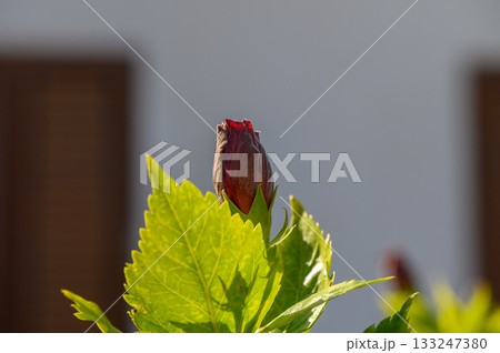 Budding flower captures the essence of spring in a garden setting with vibrant green leaves Budding flower captures the essence of spring in a garden setting with vibrant green leaves 133247380
