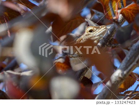 Lizard perched on tree among red leaves in sunlight 133247423