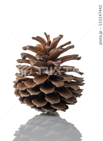 Pine Cone with Shadow on White Background Pine Cone with Shadow on White Background 133247442