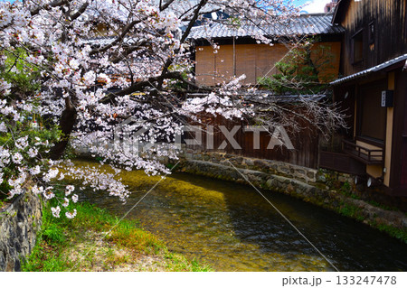 春　京都　祇園　白川 133247478