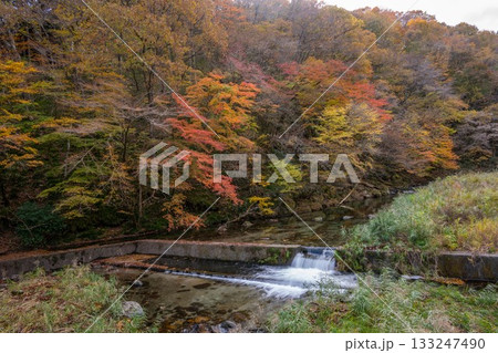 北茨城市 花園渓谷の紅葉 北茨城市 花園渓谷の紅葉 133247490