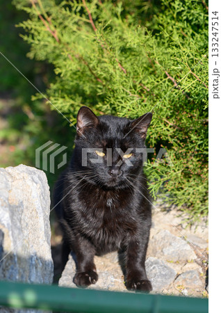 Mysterious black cat exploring a sunlit garden surrounded by lush greenery Mysterious black cat exploring a sunlit garden surrounded by lush greenery 133247514