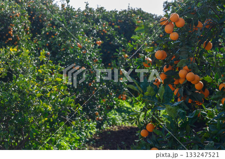 Bright orange citrus fruits glow under golden sun in a vibrant grove during a tranquil afternoon 133247521
