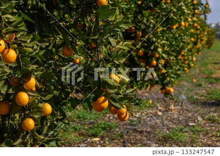 Lush orange grove bursting with ripe fruit under bright sunlight in a tranquil landscape Lush orange grove bursting with ripe fruit under bright sunlight in a tranquil landscape 133247547