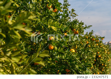 Sunny orange grove thrives under clear blue skies in a vibrant farming landscape Sunny orange grove thrives under clear blue skies in a vibrant farming landscape 133247571