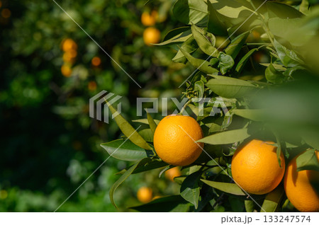 Bright oranges bask in the sun amidst lush greenery in an orchard on a warm afternoon Bright oranges bask in the sun amidst lush greenery in an orchard on a warm afternoon 133247574