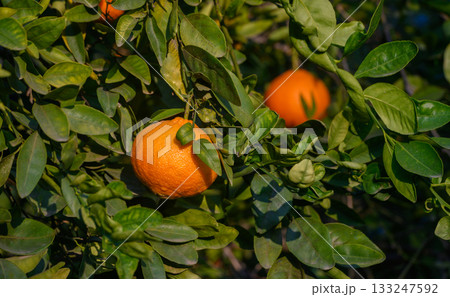 Bright orange citrus fruits hang from lush green branches in a sunny orchard during the harvest season 133247592