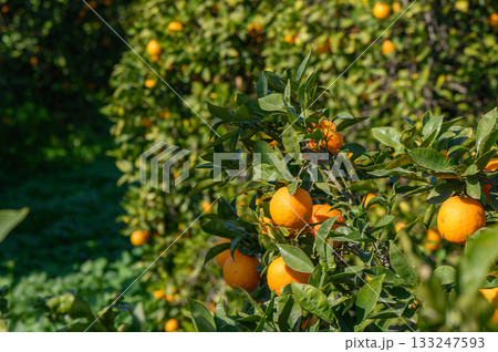 Vibrant citrus orchard bursting with ripe oranges on a sunny day in late afternoon 133247593