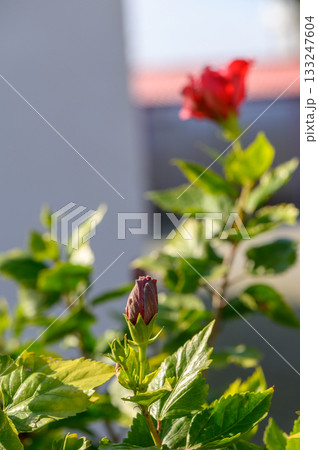 Vibrant hibiscus blooms surrounded by lush green foliage under the sunlight 133247604