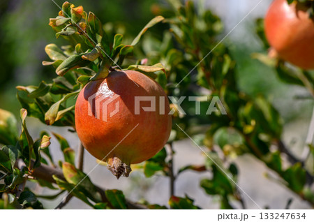 Ripe pomegranate on branch under sunlight in Cyprus 133247634