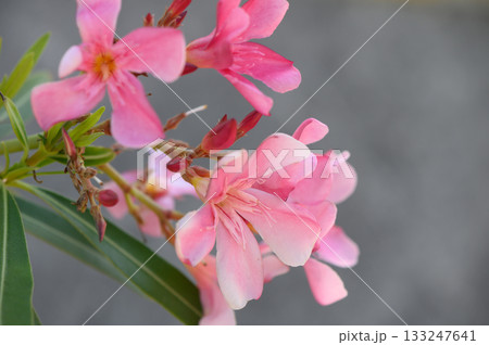 Pink oleander flowers blooming in Cyprus Pink oleander flowers blooming in Cyprus 133247641