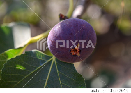 Ripe fig on tree branch in sunlight Cyprus garden Ripe fig on tree branch in sunlight Cyprus garden 133247645