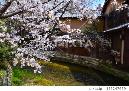 春 京都 祇園 白川 春 京都 祇園 白川 133247659