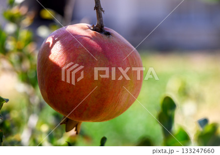 Pomegranate fruit on a branch in Cyprus Pomegranate fruit on a branch in Cyprus 133247660