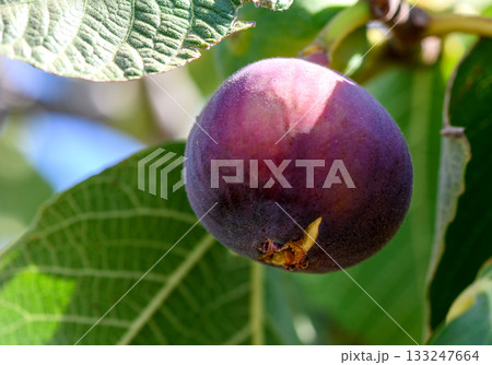 Mediterranean ripe figs hanging on fig tree branches in Cyprus Mediterranean ripe figs hanging on fig tree branches in Cyprus 133247664
