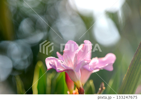 Pink flowers of poisonous oleander on beautiful background Pink flowers of poisonous oleander on beautiful background 133247675