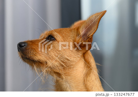 Close-Up Portrait of Miniature Pinscher Dog Facing Front 133247677
