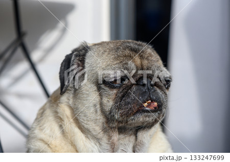 Pug enjoys a sunny afternoon on the patio with a relaxed expression and slight Pug enjoys a sunny afternoon on the patio with a relaxed expression and slight 133247699