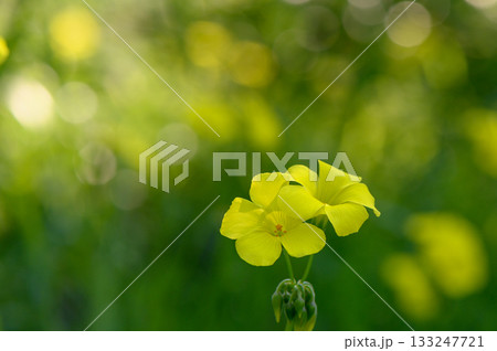 Golden yellow flowers blooming vibrantly in a sunlit meadow during early spring's gentle embrace Golden yellow flowers blooming vibrantly in a sunlit meadow during early spring's gentle embrace 133247721