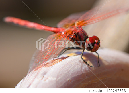 Close-up of a red dragonfly perched on a rock against a soft green background. Close-up of a red dragonfly perched on a rock against a soft green background. 133247738