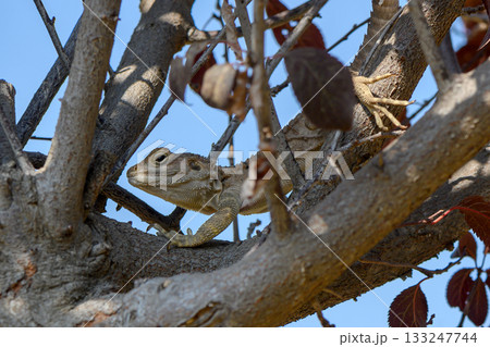 Sunlit lizard on tree branch with red autumn leaves 133247744