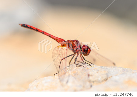 Close-Up of Red Dragonfly Perched on Rock Cyprus 133247746