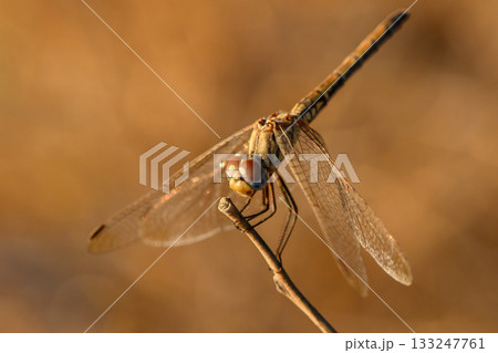 Close-Up of Dragonfly on Branch in Sunset in Nature Close-Up of Dragonfly on Branch in Sunset in Nature 133247761