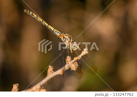 Dragonfly Sitting on Branch in Golden Sunset Light Dragonfly Sitting on Branch in Golden Sunset Light 133247762