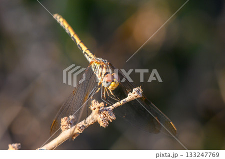 Evening Dragonfly Perched on Branch with Sunset Glow 133247769