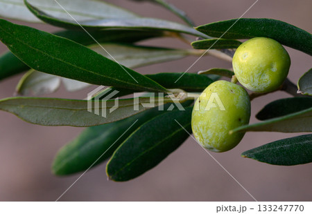 Fresh Green Olives Growing on Branch Close-Up Fresh Green Olives Growing on Branch Close-Up 133247770