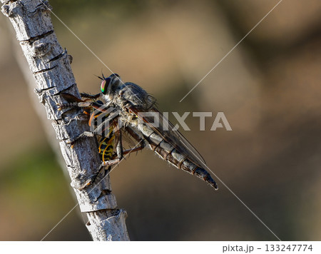 Macro of Robber Fly Holding Bee on Branch Macro of Robber Fly Holding Bee on Branch 133247774