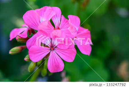 Pink geranium flowers with lush green garden backdrop 133247792