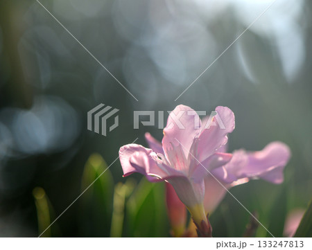 Pink flowers of poisonous oleander plant in Cyprus on beautiful background 133247813