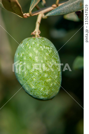 Close-Up of Fresh Green Olives on Olive Tree 133247829