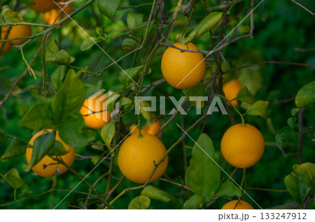 Bright oranges hanging from lush branches in a sunlit orchard during a warm afternoon Bright oranges hanging from lush branches in a sunlit orchard during a warm afternoon 133247912