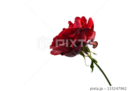Single red rose symbol of love isolated on white 133247962