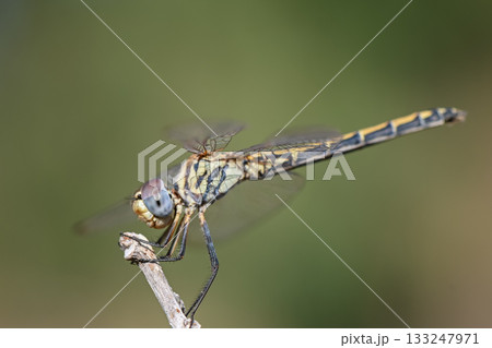 Dragonfly Perched on Branch at Cyprus Sunset 133247971
