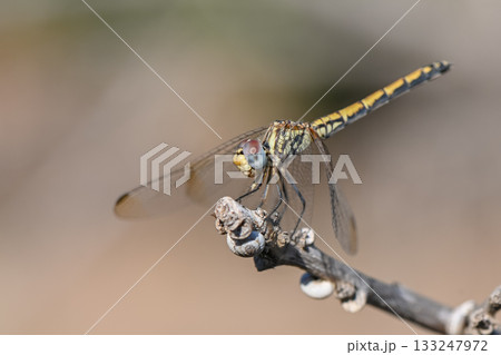 Evening Dragonfly on Branch at Sunset in Cyprus Evening Dragonfly on Branch at Sunset in Cyprus 133247972