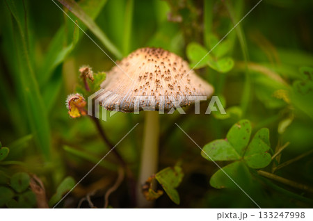 Delicate mushroom nestled among vibrant greenery in a serene outdoor setting 133247998