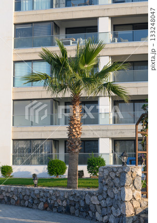 Palm tree standing tall beside a modern building in a sunlit urban area 133248047