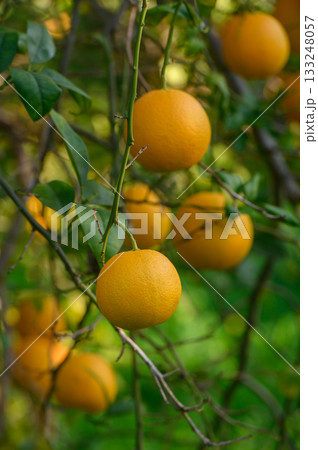 Ripe oranges hanging from branches under a vibrant green canopy in an inviting orchard setting Ripe oranges hanging from branches under a vibrant green canopy in an inviting orchard setting 133248057