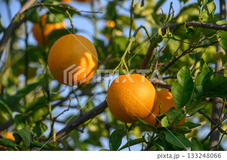 Vibrant oranges hanging on lush branches under a clear blue sky in a sunlit orchard during the afternoon 133248066