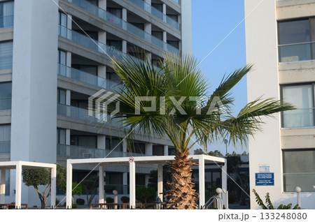 Vibrant palm tree sways gently in the warm breeze of a coastal resort in the afternoon sun Vibrant palm tree sways gently in the warm breeze of a coastal resort in the afternoon sun 133248080
